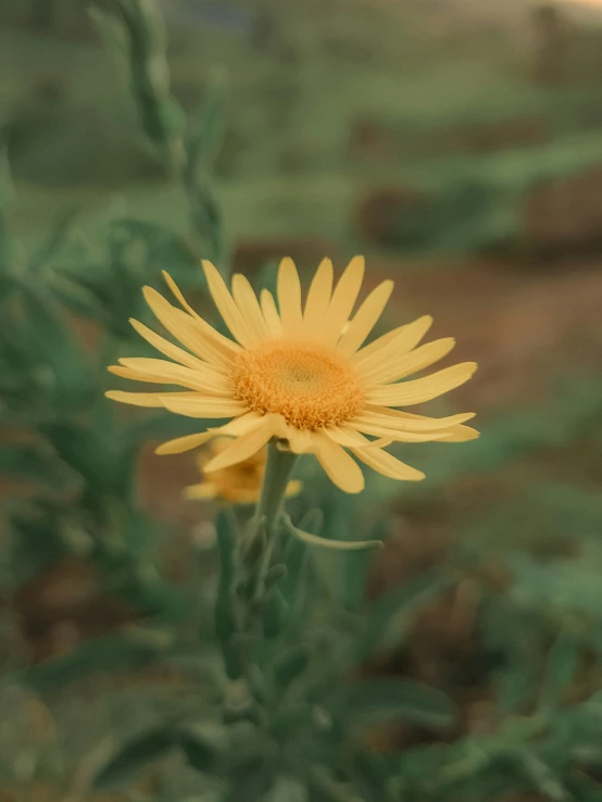 a yellow flower sits in the foreground, blurred from a background
