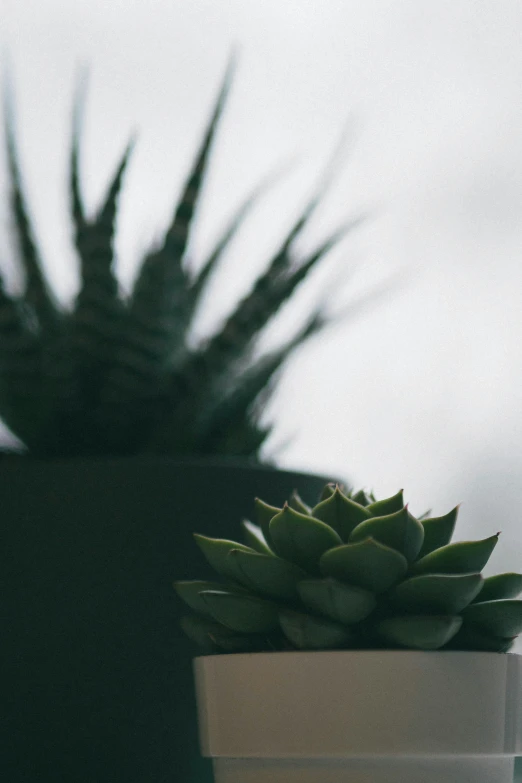 the succulents of some sort are sitting in a pot