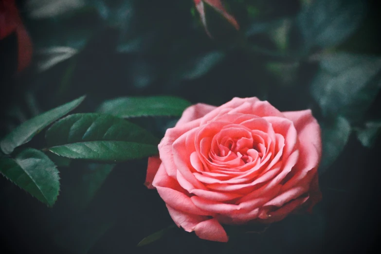 a flower blooming near green leaves in the daytime