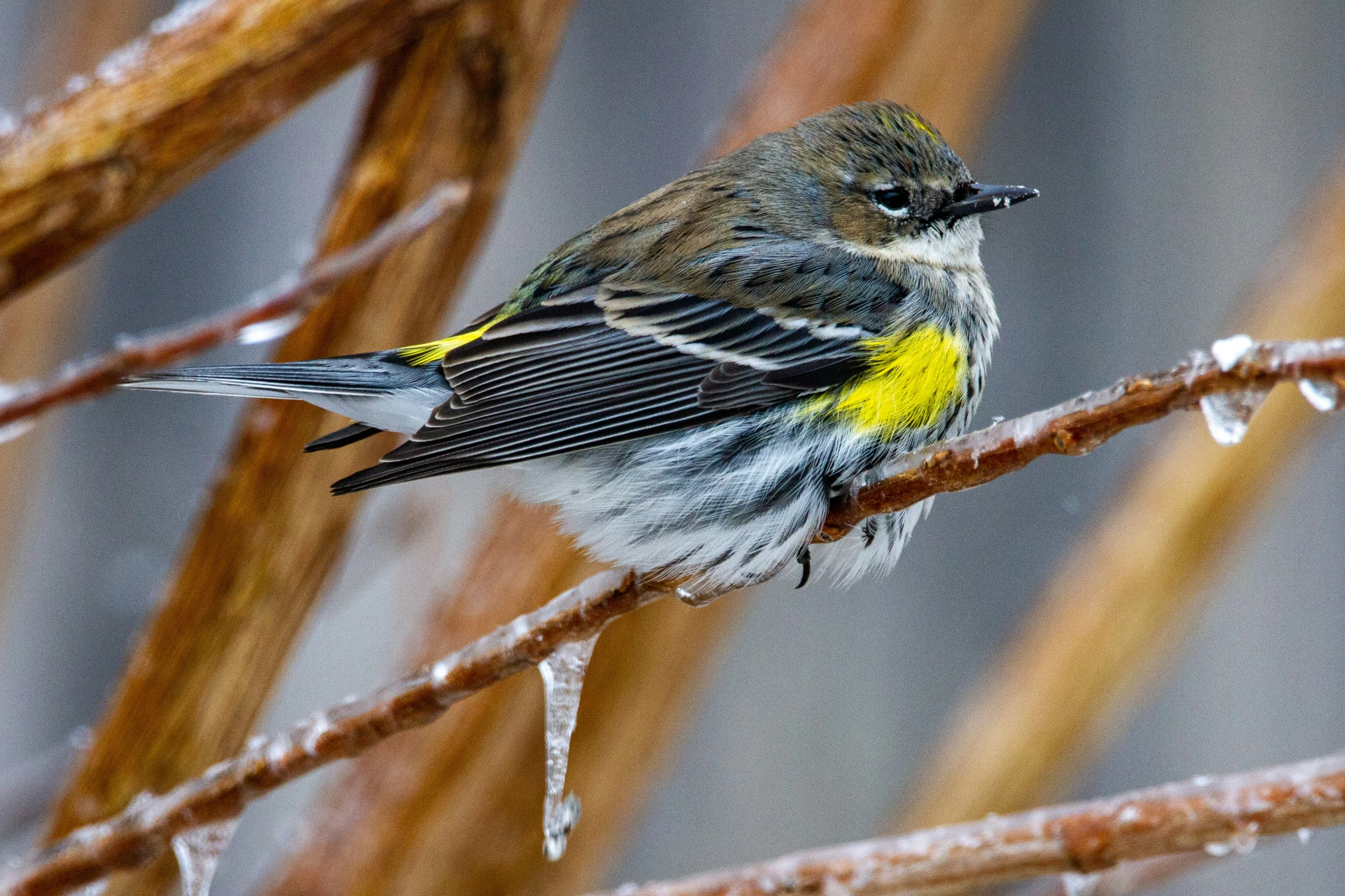 a small yellow and grey bird sitting on top of a thin nch