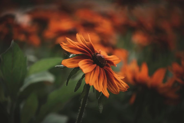 an orange flower that is in the grass