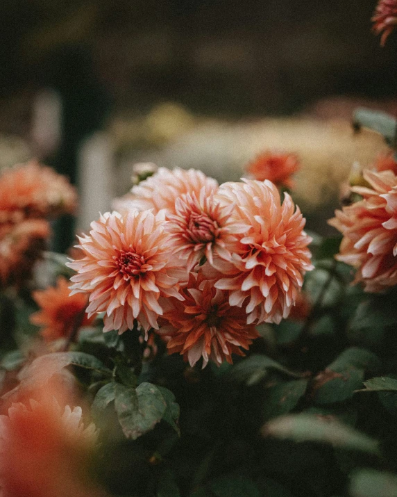 an orange flower sits in between the green leaves