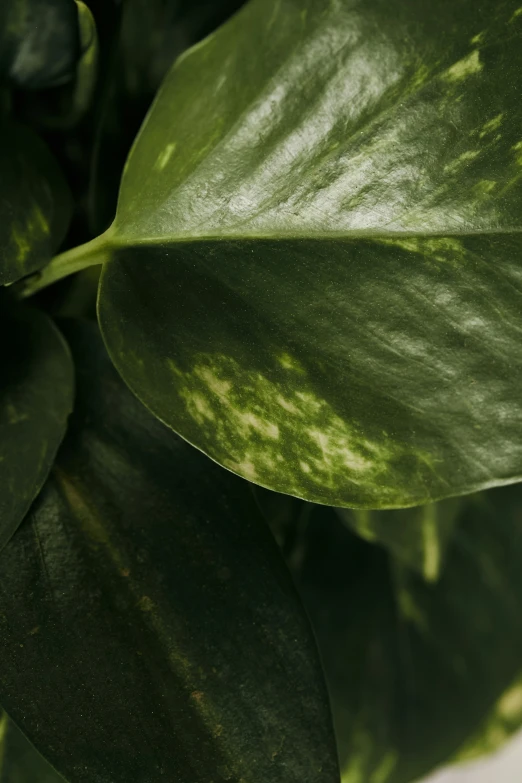 close up of some green leaves on a plant