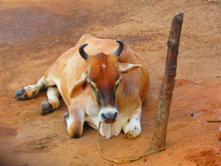 a bull resting next to a wooden stick on dirt ground