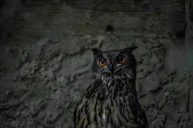 an owl with bright eyes sits on a rock ledge