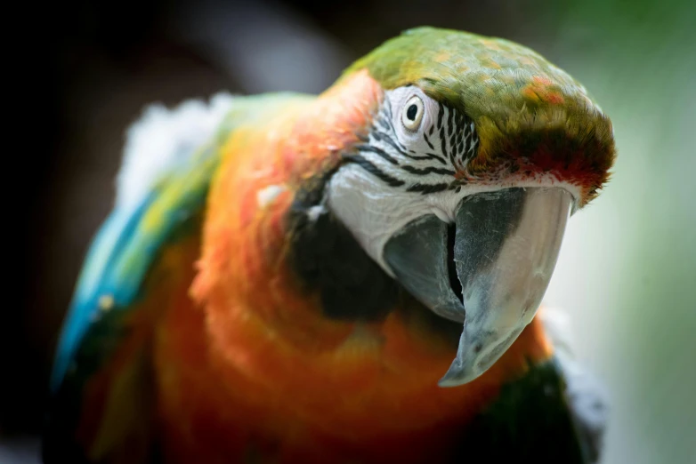 a close up s of a multicolored bird