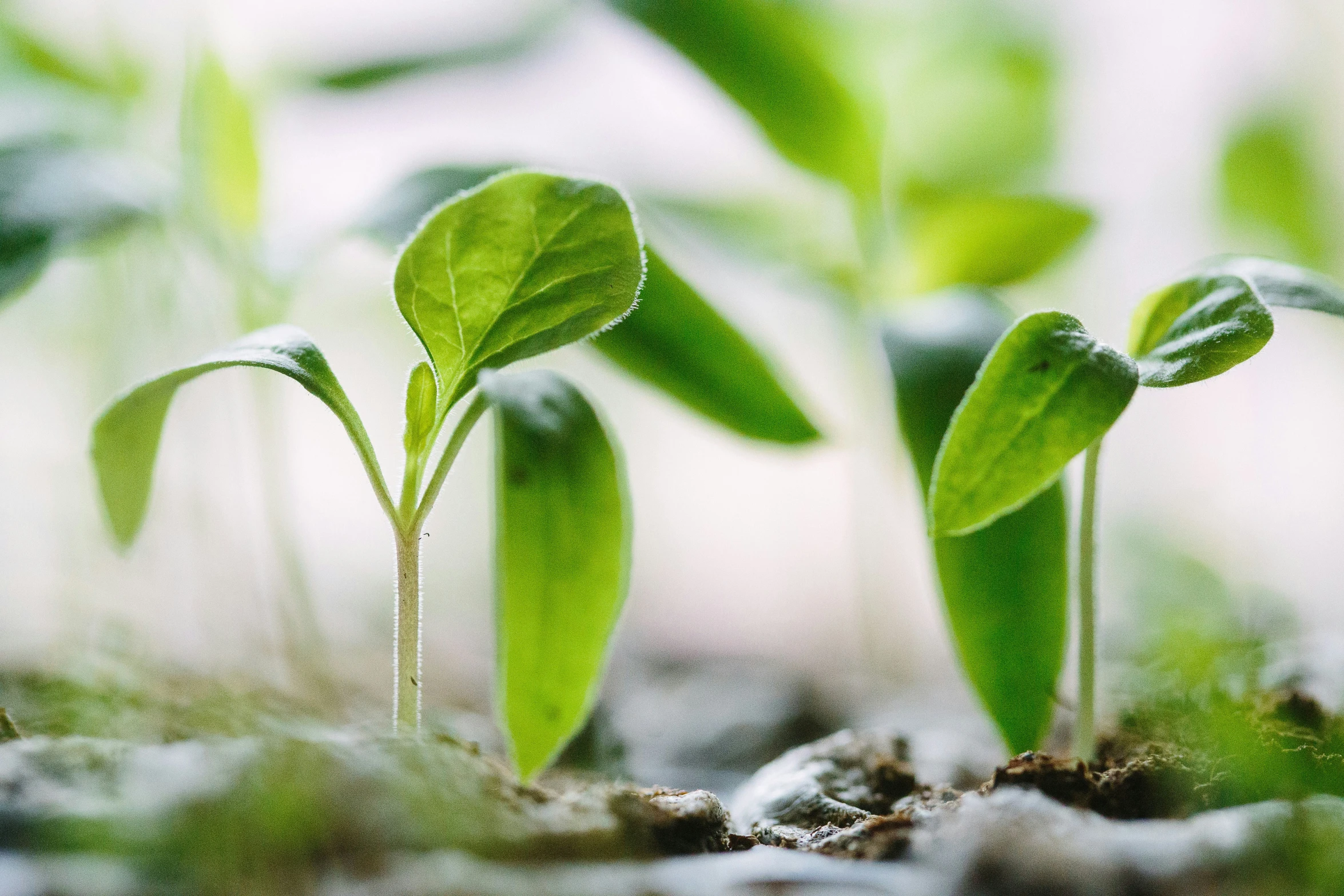 two plant sprouts of green growing from dirt