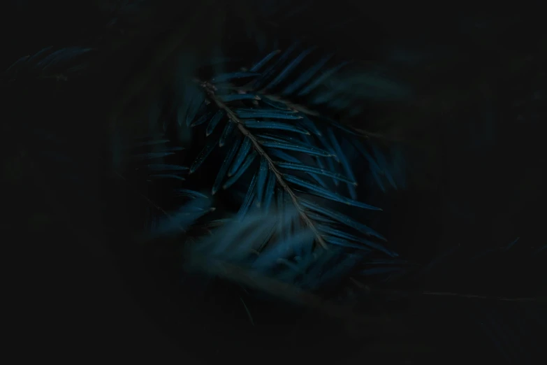 a black background with dark colored blue feathers