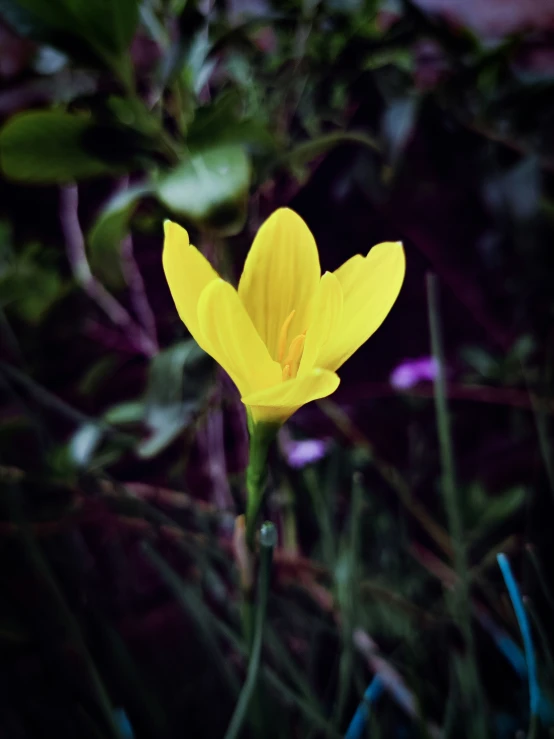 closeup of an almost wilted yellow flower