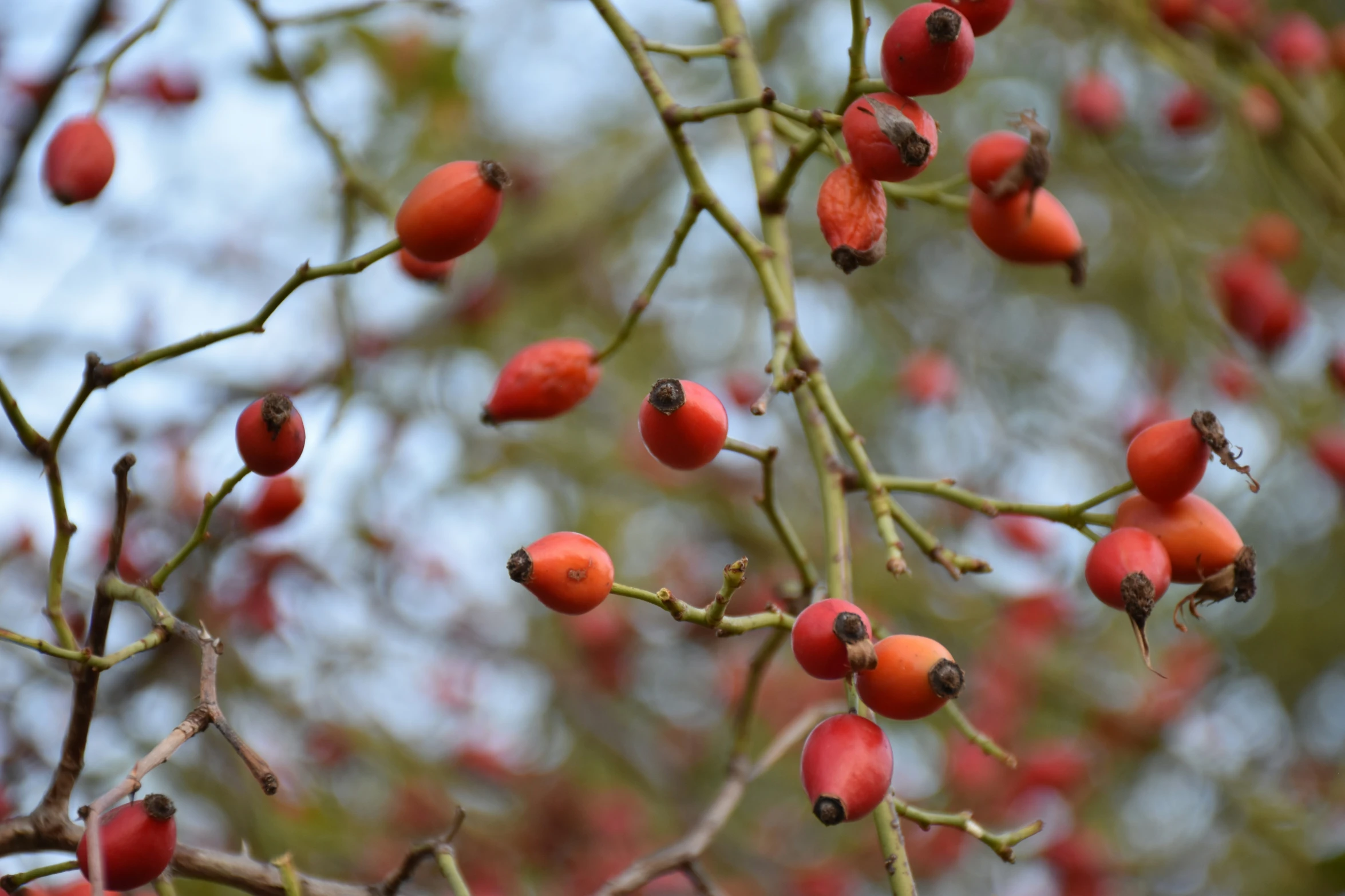 some red berries that are hanging off the nch