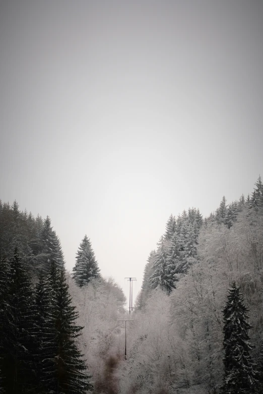 an empty road going down a hill surrounded by trees