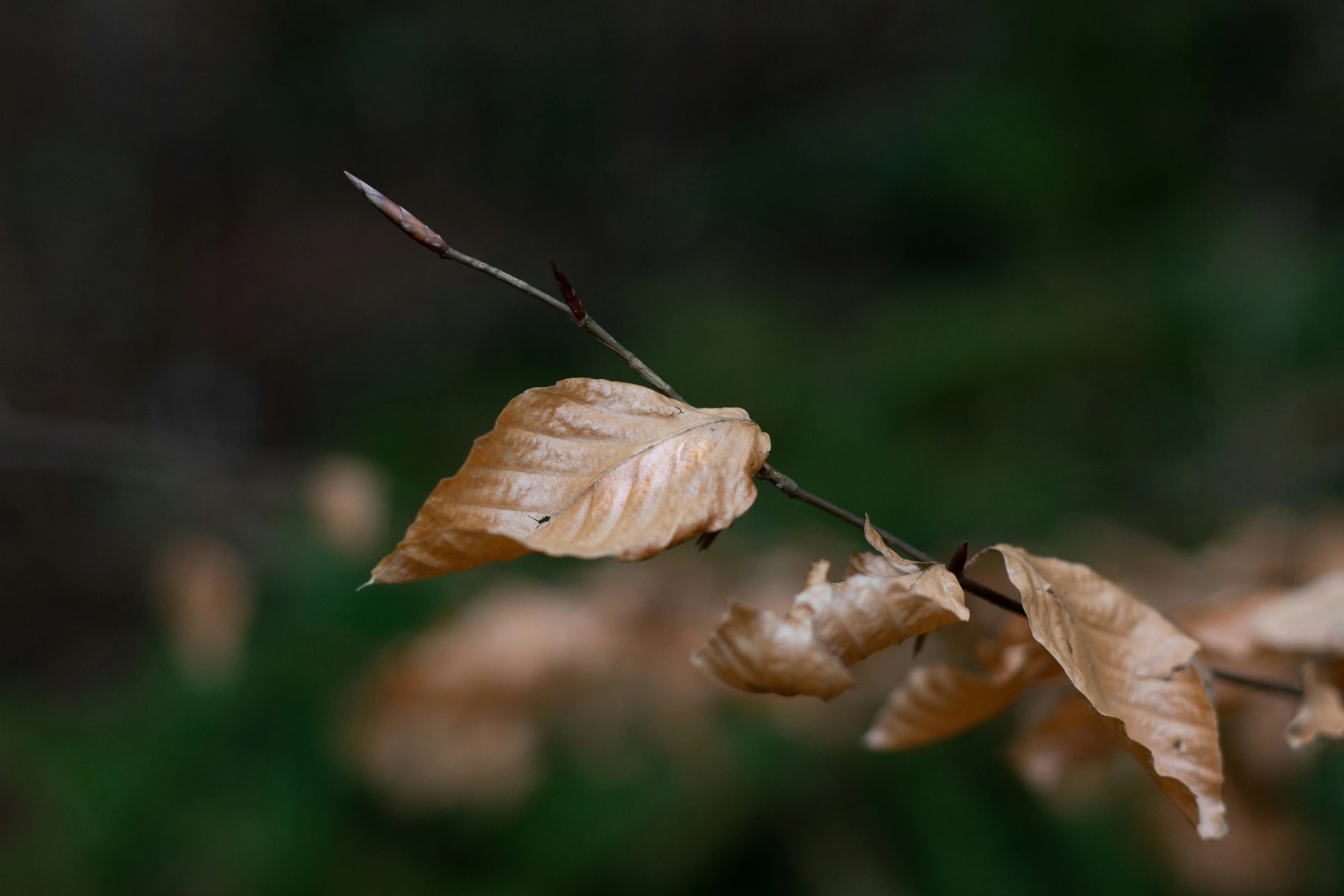 a single leaf that has fallen and some grass in the background