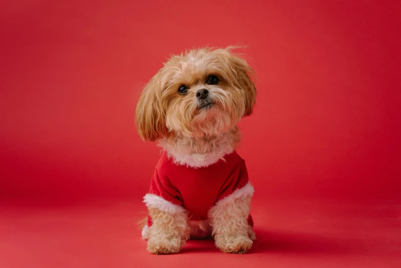 dog in santa outfit standing on pink background