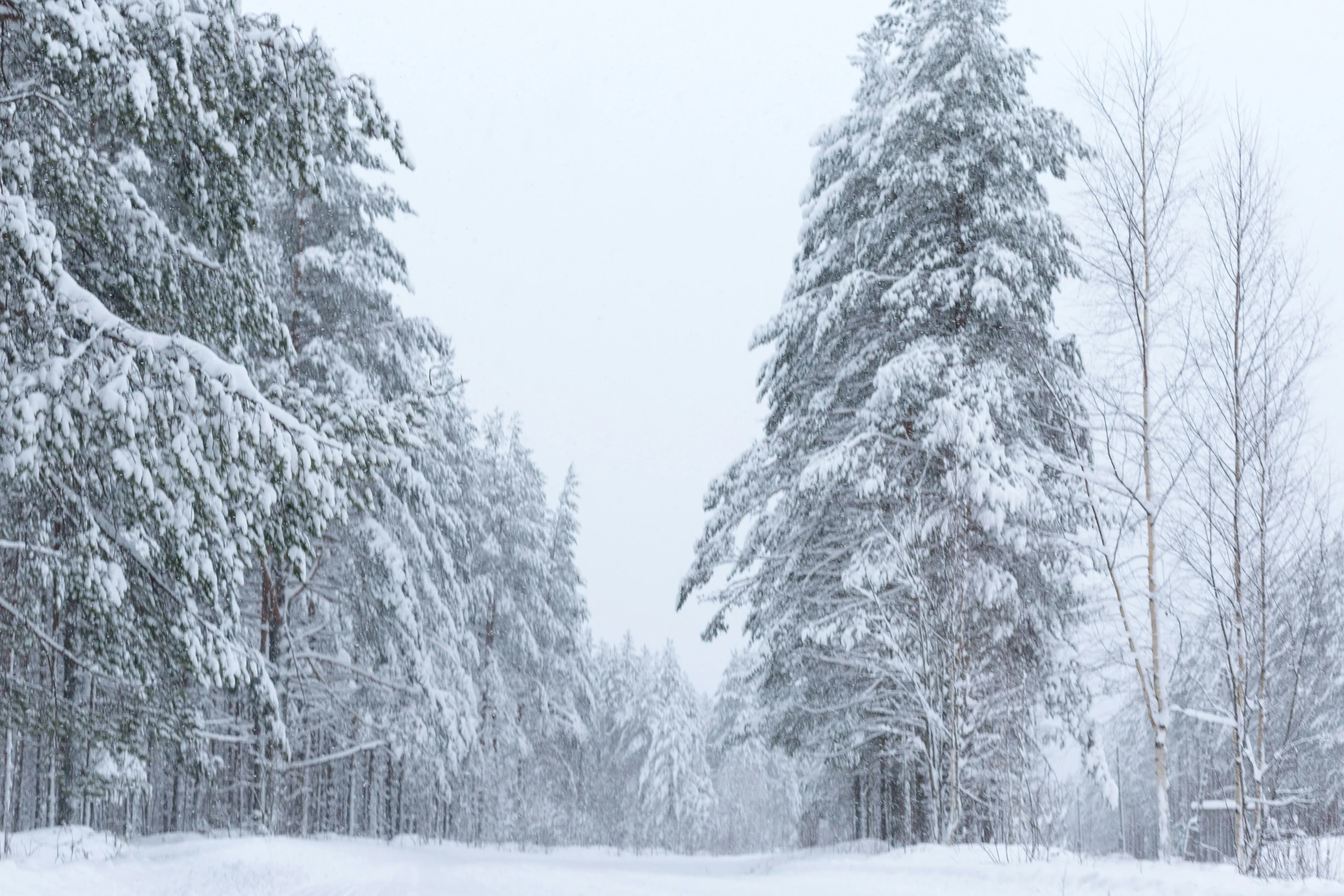 snow covered trees lining an icy road with a sky background