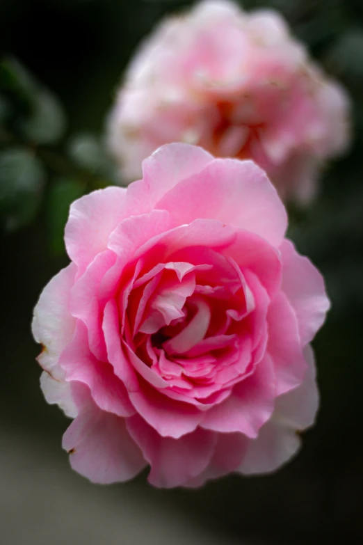 a single pink flower in bloom in the rain