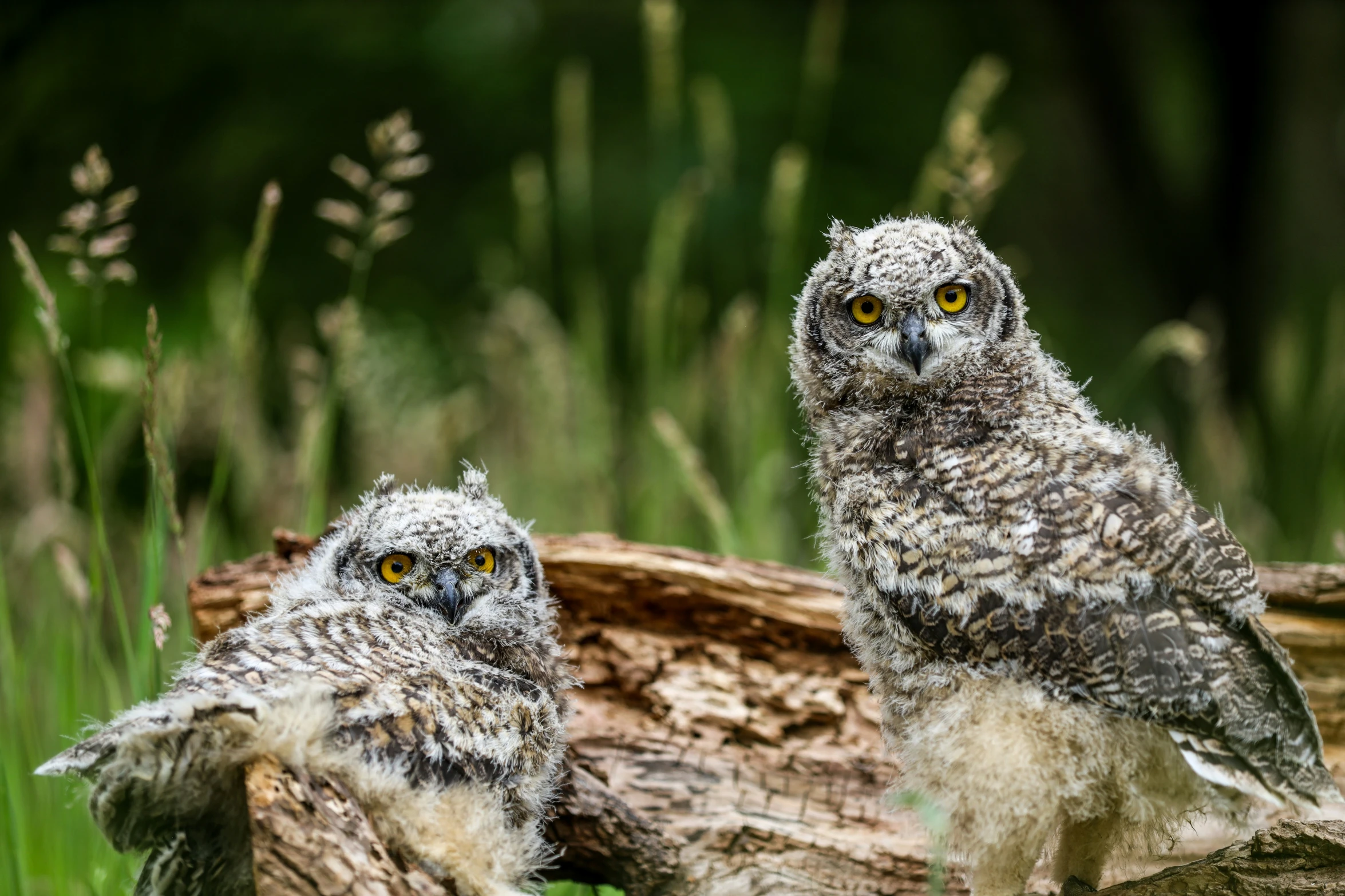 two little owls sitting on top of a tree trunk