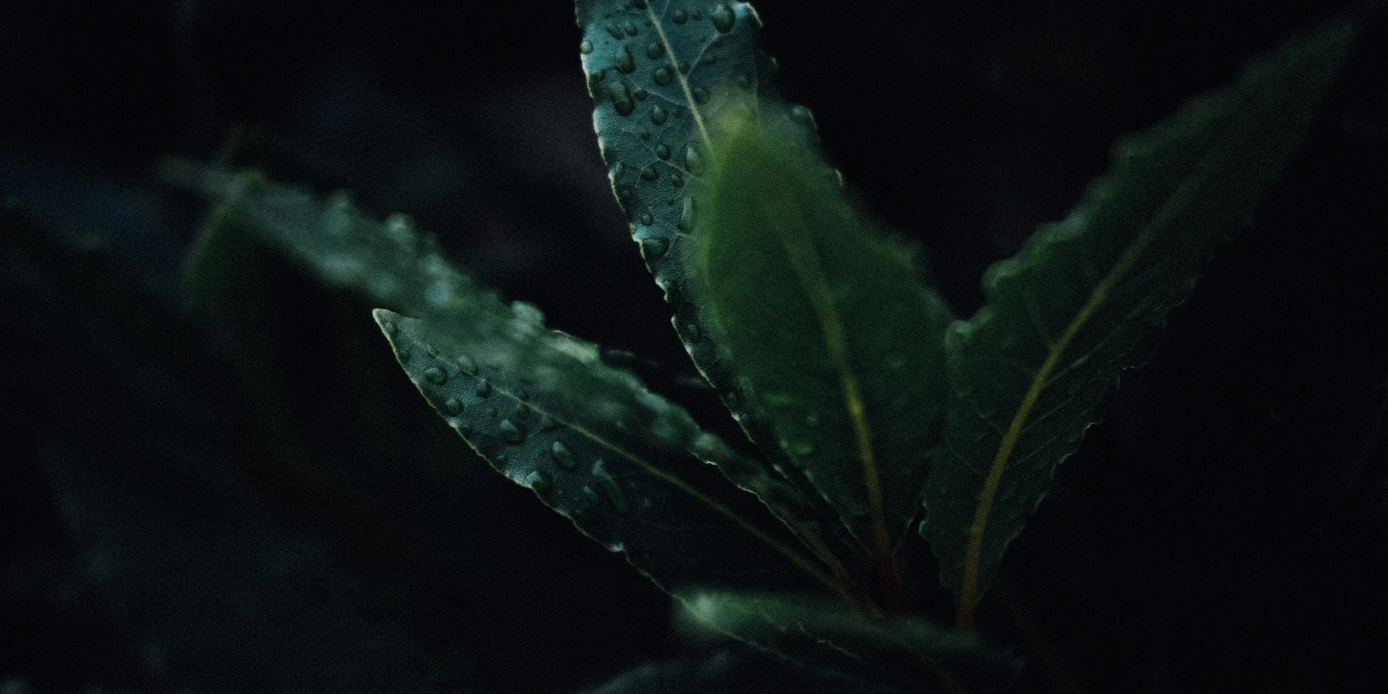 close up s of leaves from a plant