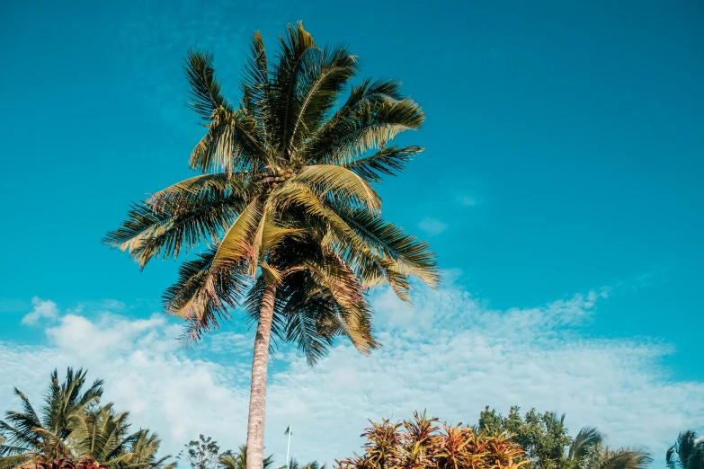 a palm tree with several large leaves standing next to the ocean