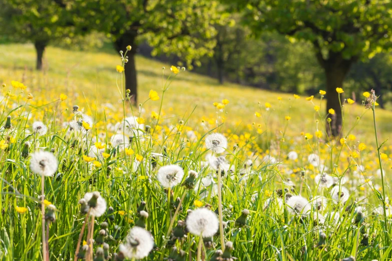 a field with lots of grass and yellow flowers