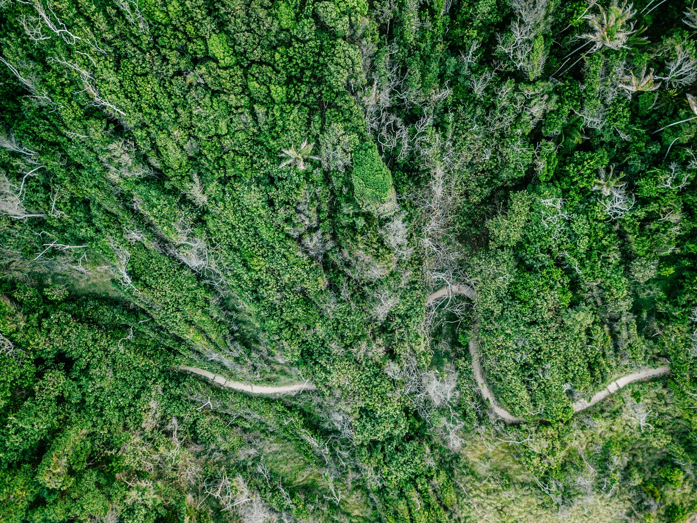 the top view of an area with trees and bushes