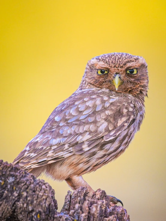 a large bird is perched on the top of some rocks