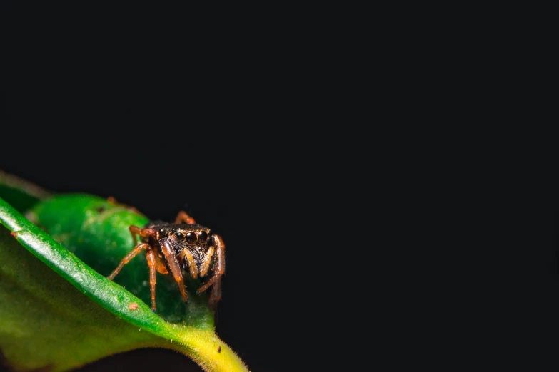 a bug on a plant in the dark