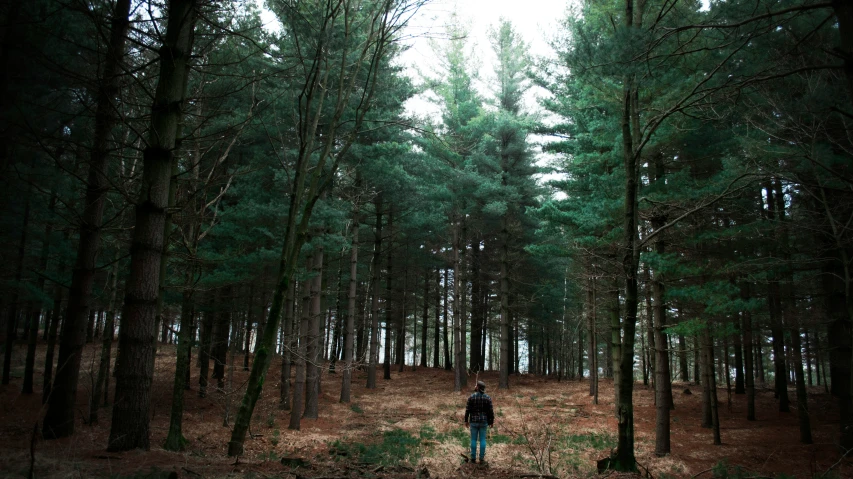 a person in a forest with tall trees