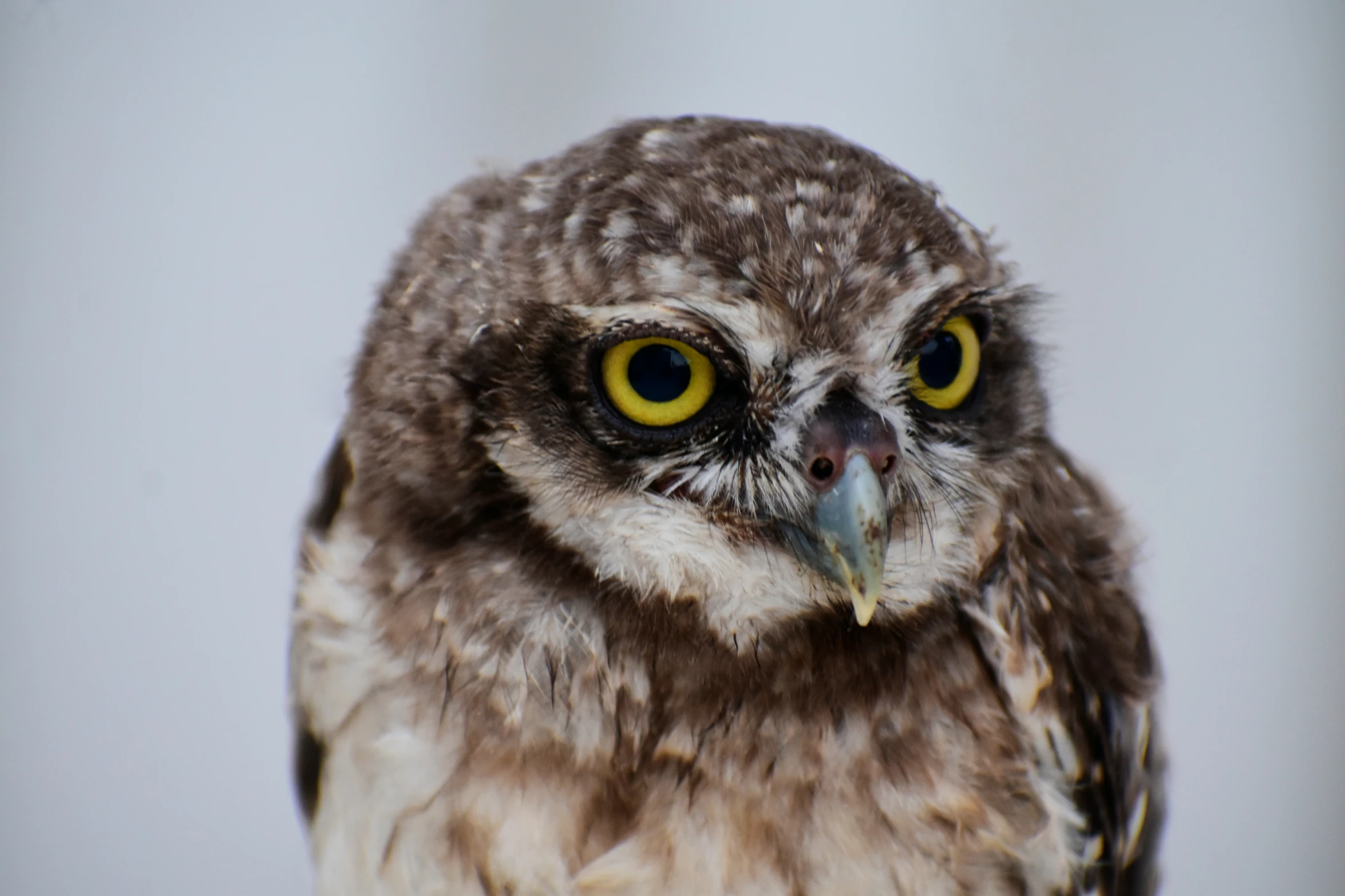 an owl has a big yellow eye and is staring into the distance