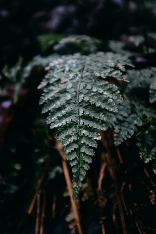 a small green leaf in a forest filled with flowers