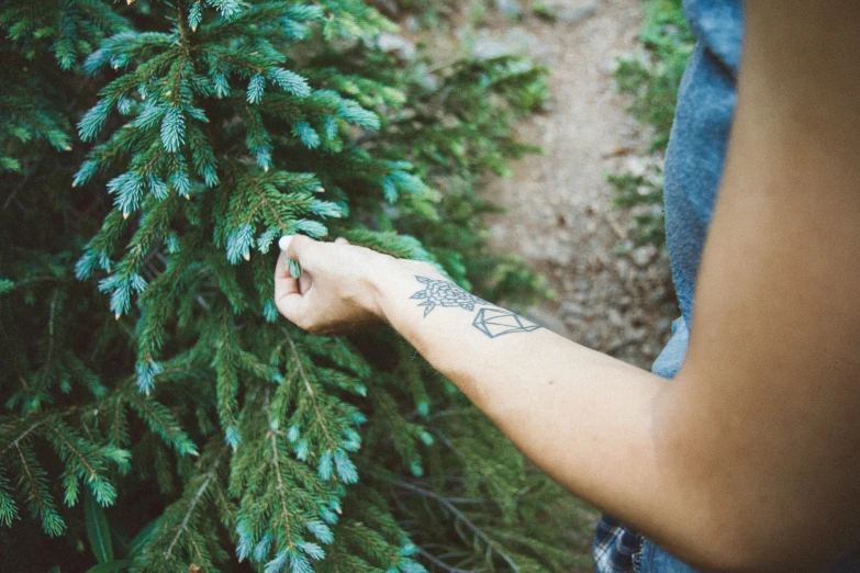 the person is holding a tree with tattoos