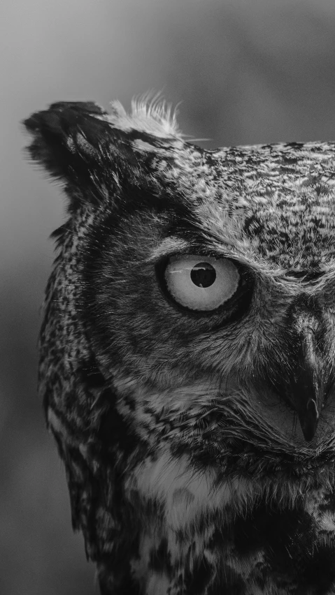 an owl stares towards the camera and has brown eyes