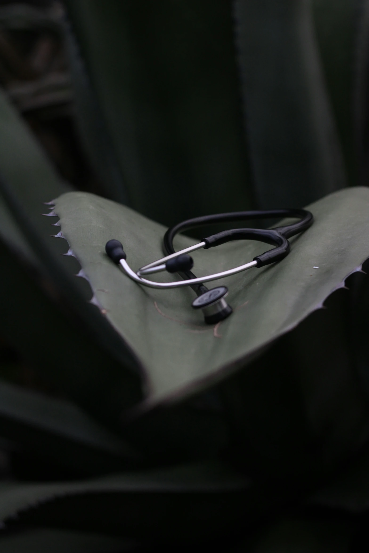 a medical stethoscope is placed on a cactus