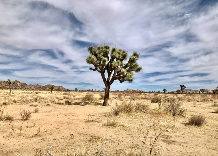 a very large tree in the middle of a dry field