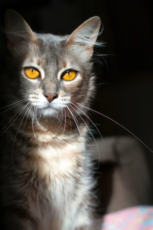 a cat with a yellow eye looks ahead