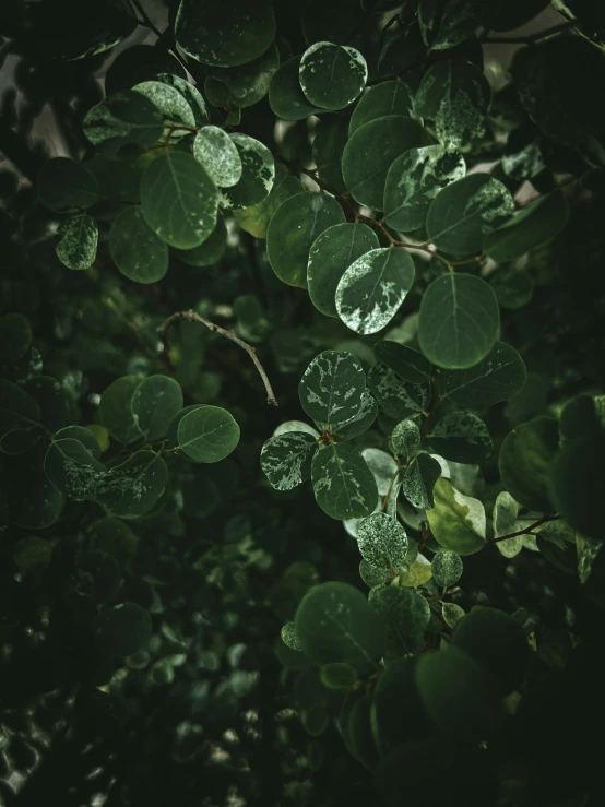 leaves hang from a tree in a night