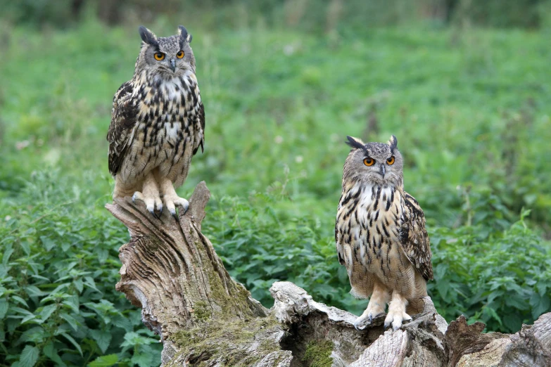 two owls are perched on a stump near grass