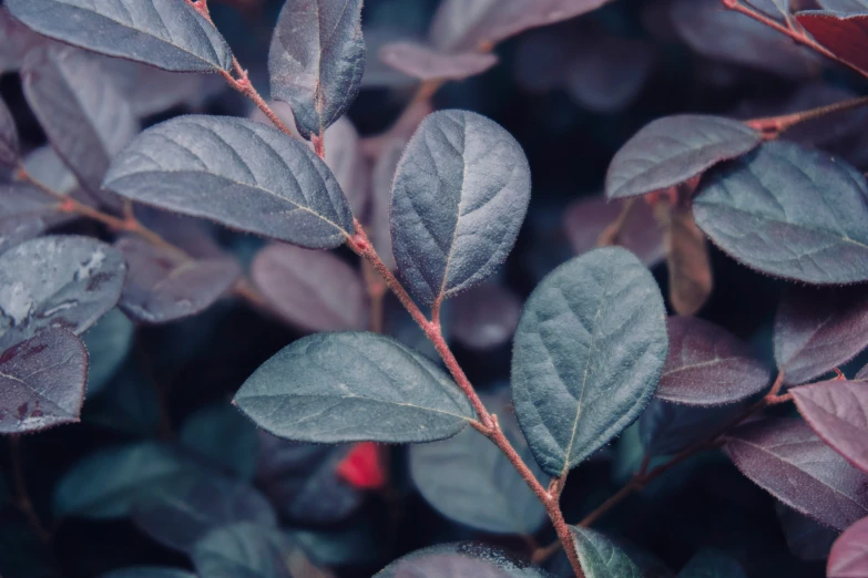 close up image of green leafy stems with red leaves