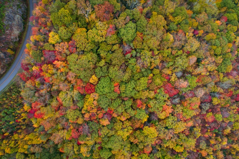 an aerial view of the trees with their autumn leaves