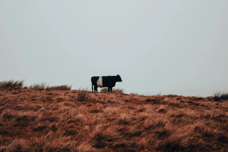 a cow stands alone in a grassy area