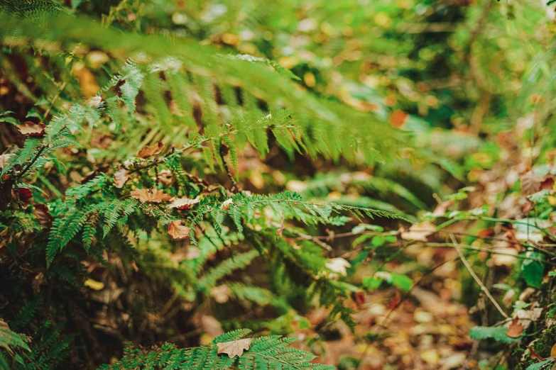 a bush full of leaves near many trees