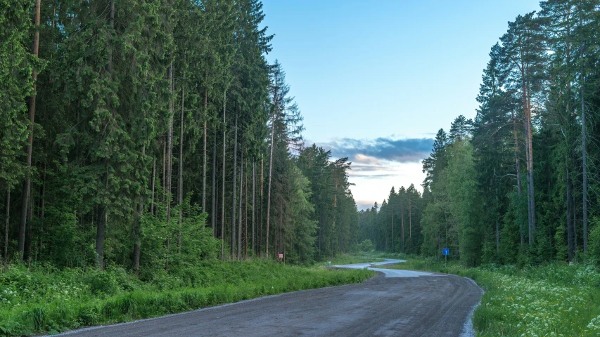 a single road in the middle of an open area of woods