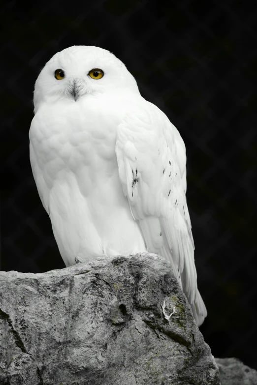 a white owl perched on a rock looking at the camera