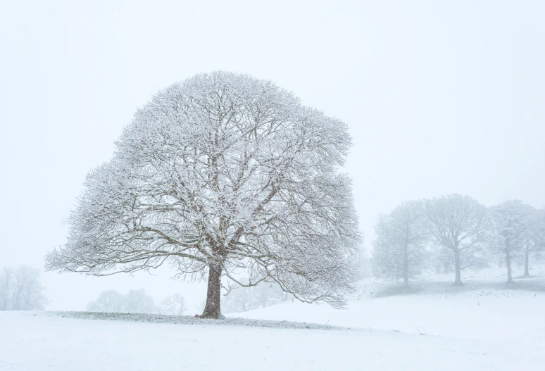 a tree in a snowstorm with no leaves on the tree