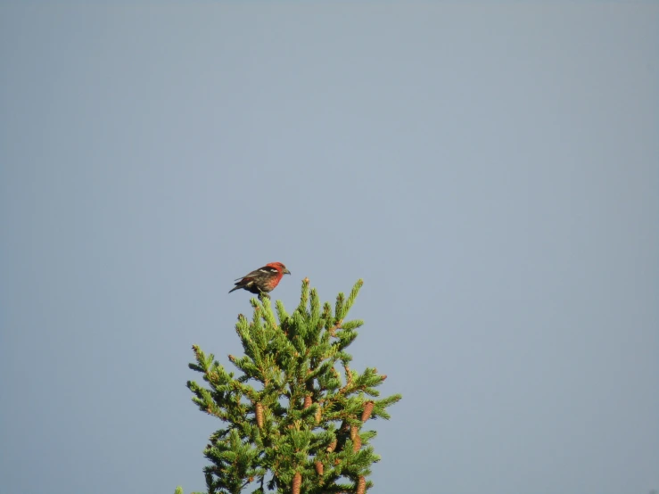 a small bird sitting on top of a tree