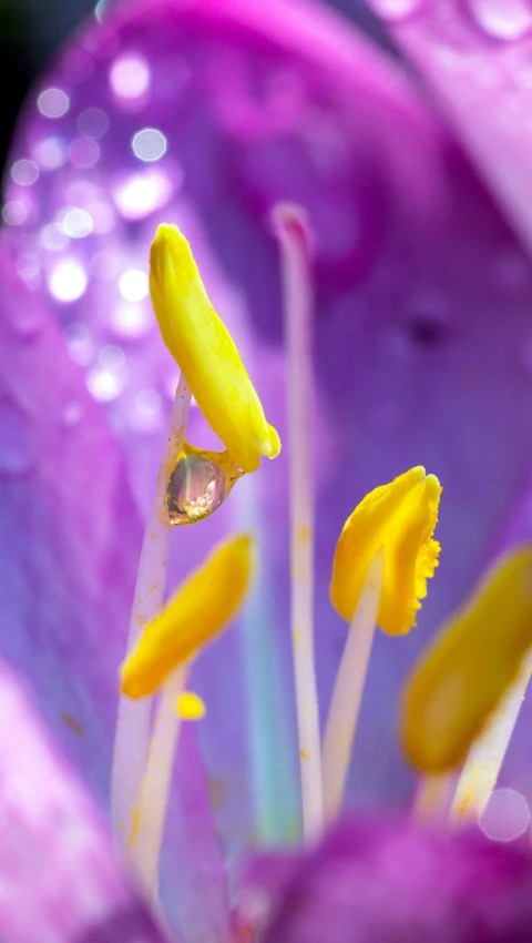 macro image of purple flower with water drops