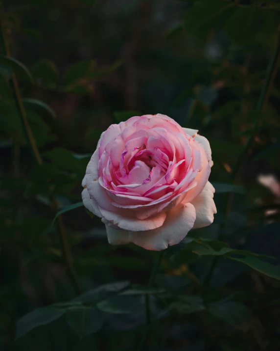 this is the first flower to bloom for me this time of day