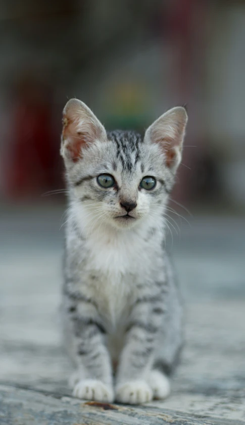 a small gray and white kitten walking across a stone surface