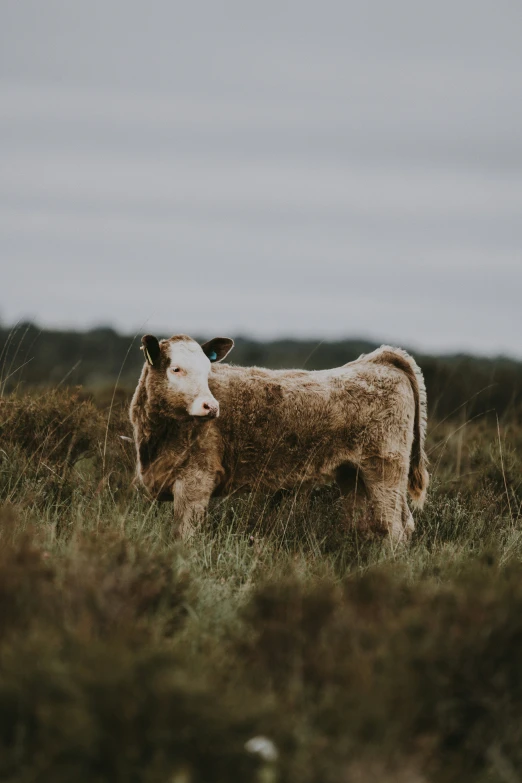 a brown and white cow standing on top of a field