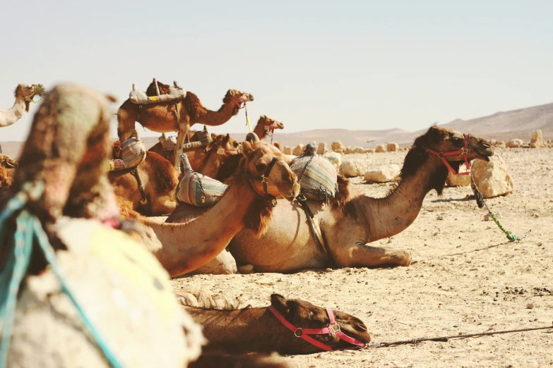 several camels in the desert during the day