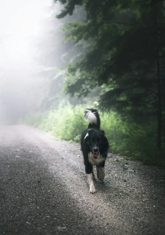 a dog running across a road in the woods